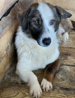 Stacy sucht ein liebevolles Zuhause - Blankenheim (Nordrhein-Westfalen)