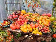 Tomatensamen, alte und neue Sorten, samenfest - Oldenburg