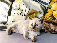 Nur noch 1 zauberhaftes Ragdoll ähnl. Heilige Birma Kitten zum reservieren! Katzenbabys / Kitten / Babykatzen - Neu Wulmstorf
