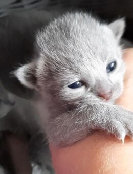 Russisch blau kitten - Hünstetten