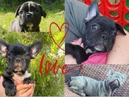 Reinrassige Französische Bulldoggen Welpen 1 Mädchen 3 Rüden suchen ihr Traumkörbchen..Die liebsten der Welt - Plößberg