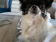 Chihuahua Weibchen in liebevolle Hände abzugeben - Herbertingen