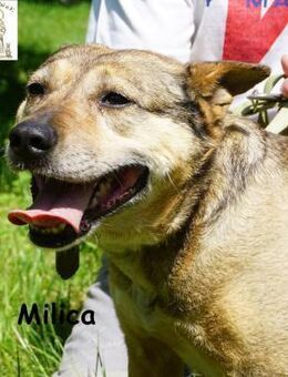 Milica Endlich wälzen im Gras, ... - Kissing