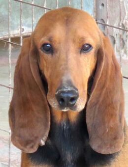 Ernie 2 -mag Menschen und Nasenarbeit- - Oldenburg