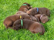 Süße reinrassige Labrador Welpen in schokobraun - Creglingen