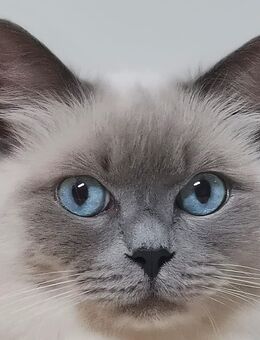 Ragdoll colourpoint blue Katze sucht ein neues, liebevolles Zuhause - Essen