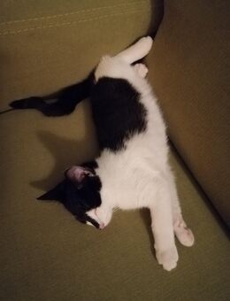 Katzen Babys abzugeben - Wasbek