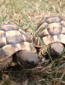 Griechische Landschildkröten (THB) NZ 2023 in 01936