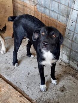 Aiko - immer gut gelaunt - Weilheim (Oberbayern)