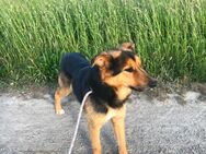 Najim sucht seinen menschen - Wassenberg