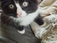 Main coon Mischlinge 350VB - Jemgum