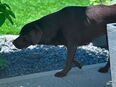 Labrador Hündin dark chocolate in 89250