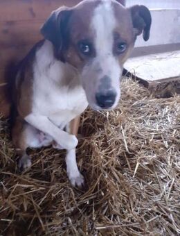 Fred 50 cm - Alpenrod