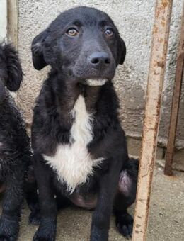 Jane 💗 neugieres, liebes Hundemädchen - Hamburg