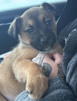 Ein Welpe ist noch auf der Suche - Dorsten