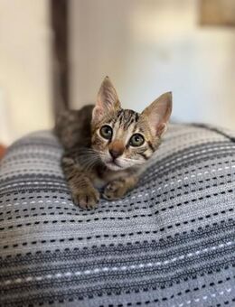 Kira aus dem Tierschutz - Grevenbroich