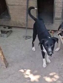 Filou - ein zuckersüßer Junghund - Rambin