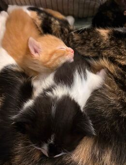 Süße Kitten – Schwarz-Weiß & Orange-Weiß getigert, gesund & entwurmt, ab dem 16.02.2026 abzugeben - Kiel