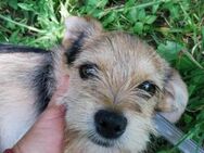 Lucky hübscher Hundejunge - Berlin