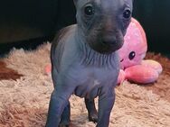 American Hairless Terrier Welpen - Hirschhorn (Pfalz)