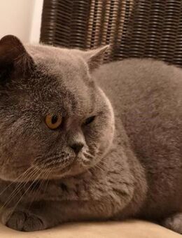 Bkh kitten die kleine Maus sucht noch ein neues Zuhause - Offenbach (Main) Kaiserlei
