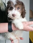 Reinrassige Zwergpudel und Toypudel Welpen in 80331