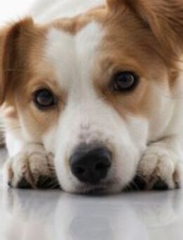 LILLY - auf PS in 44534 Lünen - NOTFALL! - Sulzbach-Laufen