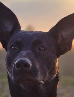 Koa - typisch Malinois - Süderbrarup