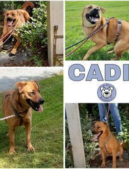 CADIS -liebt die Menschen sehr- - Duisburg