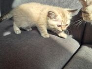 BKH Siam Mix Kitten - Köln
