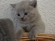 BKH Kitten - Wenden