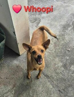 Whoopi - sie ist ein Goldschatz - Höchst (Odenwald)