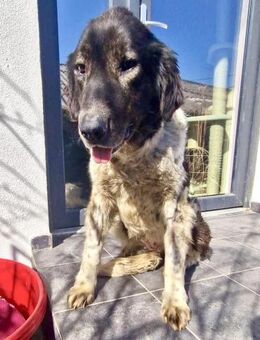 Lotti - sanfte Seniorin sucht Liebe - Koblenz