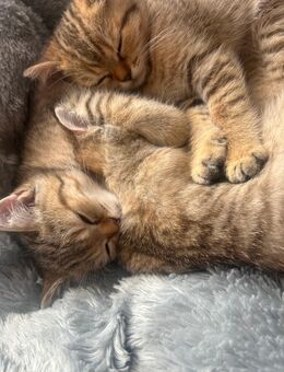 Kitten Bkh - Spelle