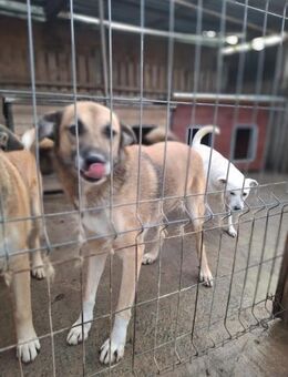 Großer sanfter Rüde TOM - Rambin