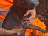 RM 78 sucht seine Menschen 🐾 - Elsdorf (Nordrhein-Westfalen)