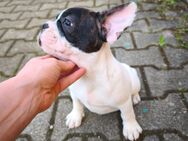 Echte Retro-Bulldogs - Nicht für Jedermann, aber vielleicht für DICH?Französische Bulldoggen wie früher - Der Standard lebt! - Plüderhausen