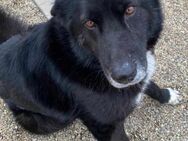 ZEUS (4 Jahre, offen, menschenbezogen) - Köln