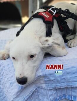 Nanni - lebhaft und verspielt - Heppenheim (Bergstraße)