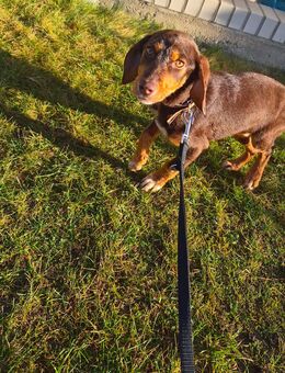 Simba Dackelmix sucht ein Zuhause - Niederkrüchten