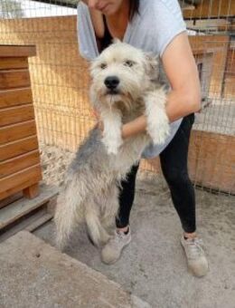 Amigo 55 cm - Alpenrod