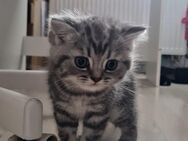 Britisch Kurzhaar Baby BKH Kitten *Sonntag, 03.03.geboren* - Banzkow