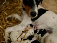 Parson Russel Terrier - Bad Frankenhausen (Kyffhäuser)