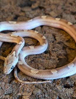 Granite Motley Pied, Granite Pied - Schwelm