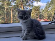 Bkh kitten abgabebereit - Borkwalde