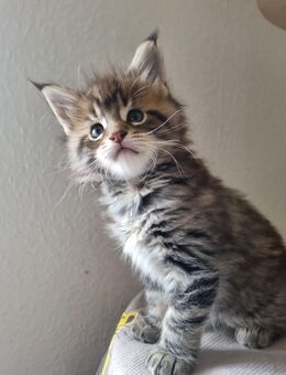 Für immer Zuhause gesucht - Terry vom Ellergarten - Oebisfelde-Weferlingen Eschenrode