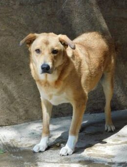 NOTFALL🚨❣ ️lieber Jackson 🆘️ - Eislingen (Fils)