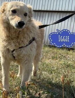 Iggie ein fröhlicher Schatz - Flörsheim-Dalsheim