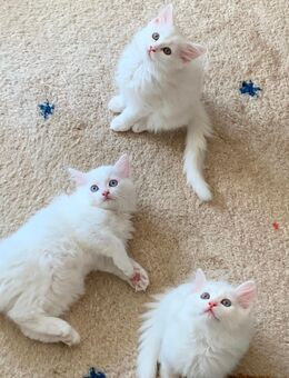 Wunderschöne weiße Kitten mit Ragdoll Mix mit Türkisch Angora - Filderstadt