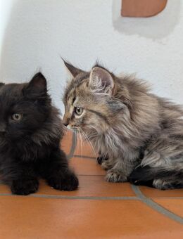 Katzenbabys vom Bauernhof abzugeben - Heimbach (Nordrhein-Westfalen)